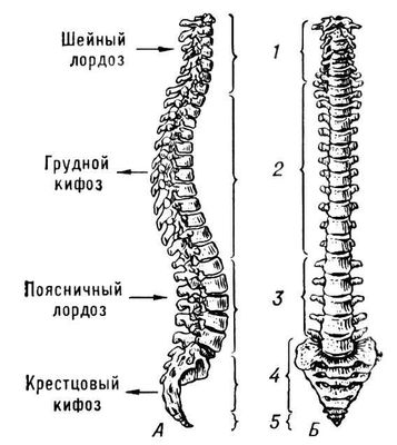 Позвоночник Человека Фото С Описанием